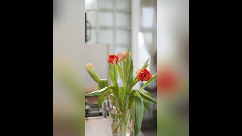 Where did tulips originated? #shorts