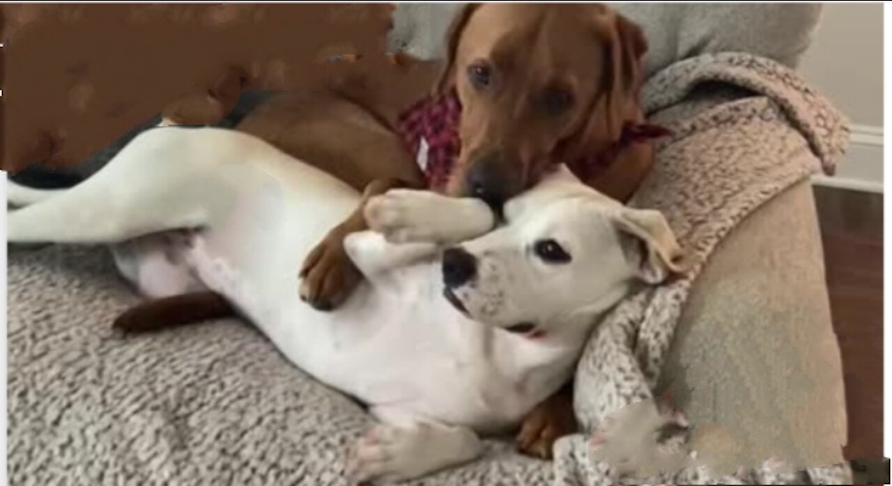 Pair of sweet doggies preciously cuddle with each other
