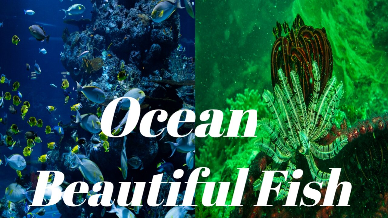Samundri Machli | Ocean Fish |Underwater Fish |🐠