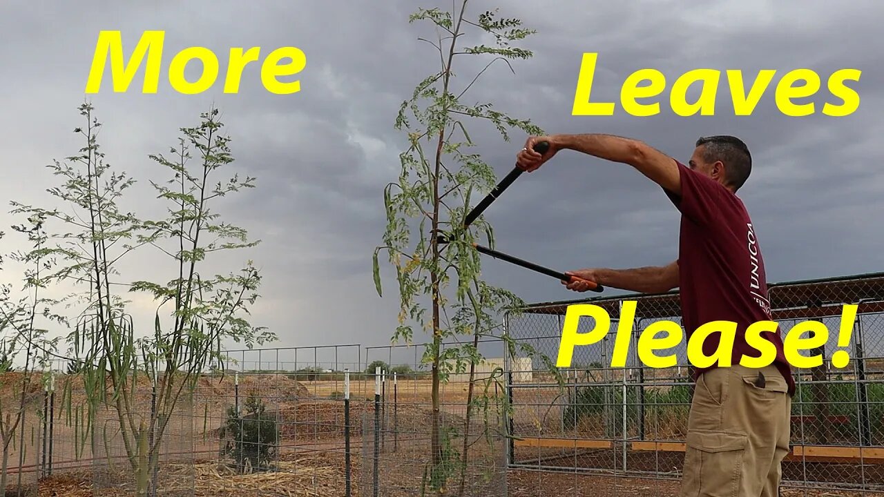 Can We Get Moringa to Put on More Leaves? | Blackberry Pruning