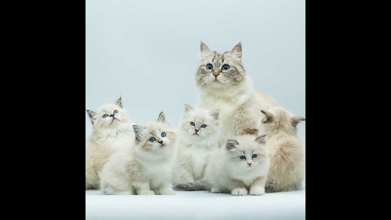 Lovely Cat, black cat, cats,funny cats, funny cat videos@ 2021