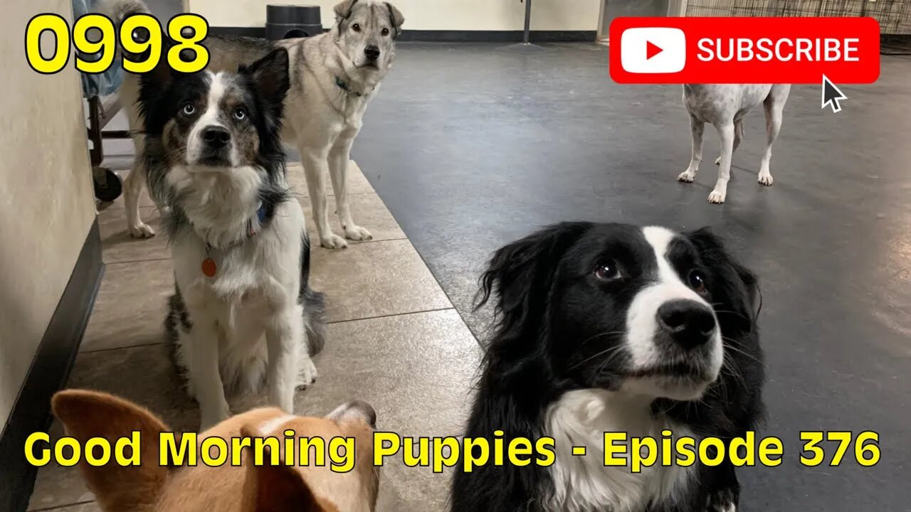 [0998] GOOD MORNING PUPPIES - EPISODE 376 [#dogs #doggos #doggos #puppies #dogdaycare]