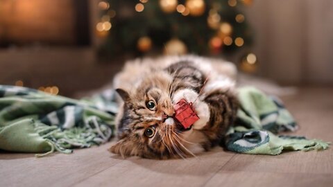Short leg munchkin kitten cute video Dylan morton 21 vuesil y a 5 mois