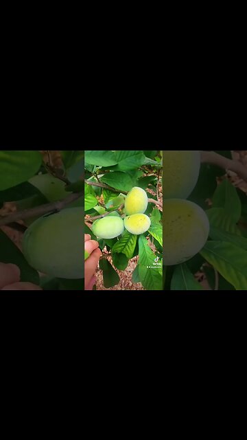 Amazing Cold Hardy Native Fruit That You Need To Grow! Asimina triloba (Pawpaw Tree)