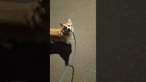 Am I walking you or you walking me? 😹😹 #shorts #viral #shortvideo #subscribe #reels #lol #funny