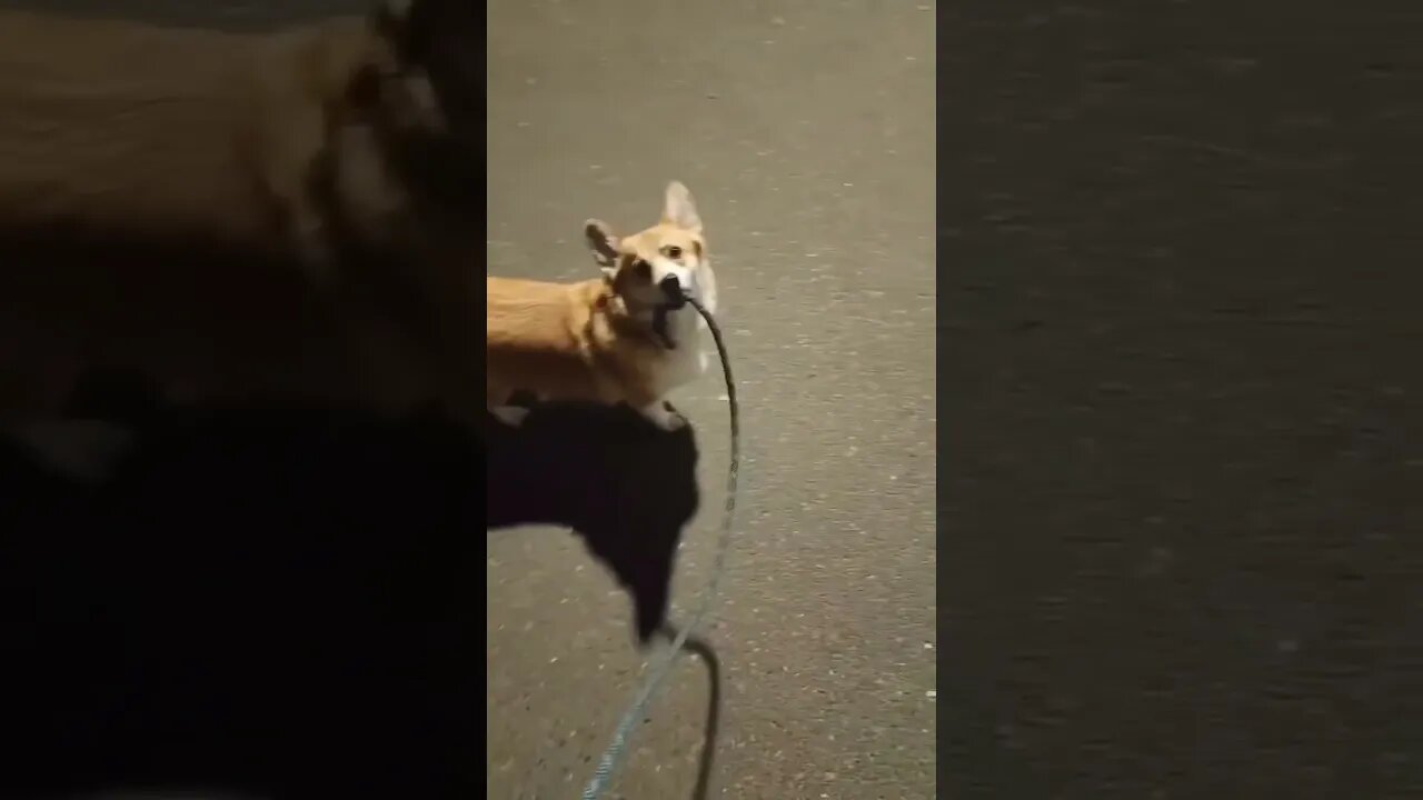 Am I walking you or you walking me? 😹😹 #shorts #viral #shortvideo #subscribe #reels #lol #funny