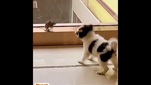 The mouse is afraid of the dog. The dog is afraid of the mouse🐕🤣🤣 interesting video