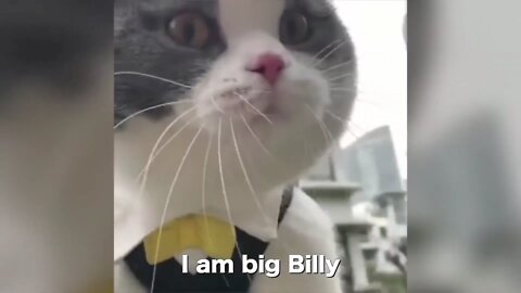 these cats can speak english!!