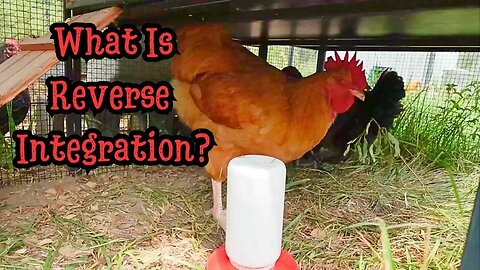 Reverse Integrating New Hens into Our Flock!