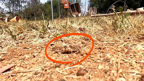 Grasshopper slow motion
