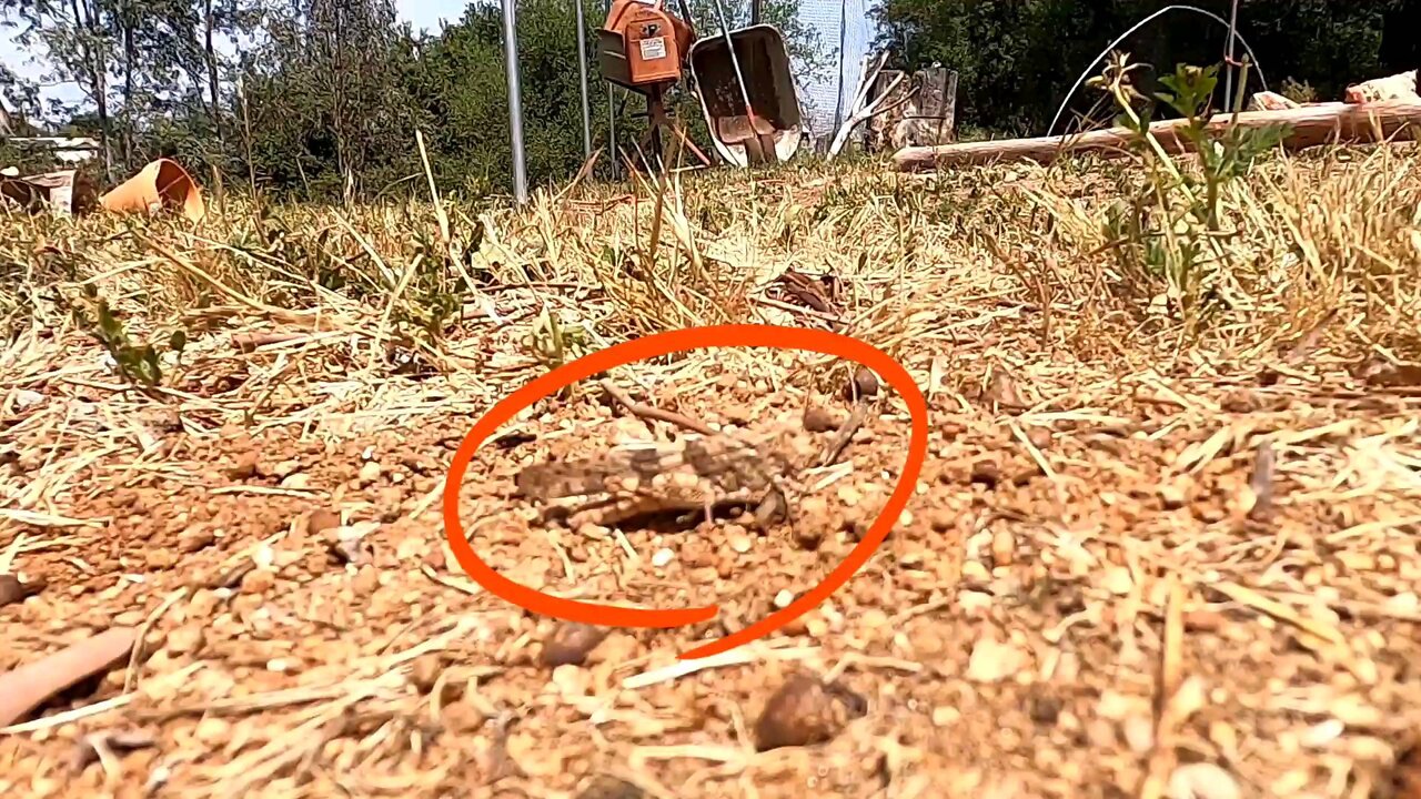 Grasshopper slow motion