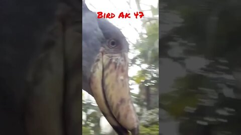 Bird AK 47 #shorts