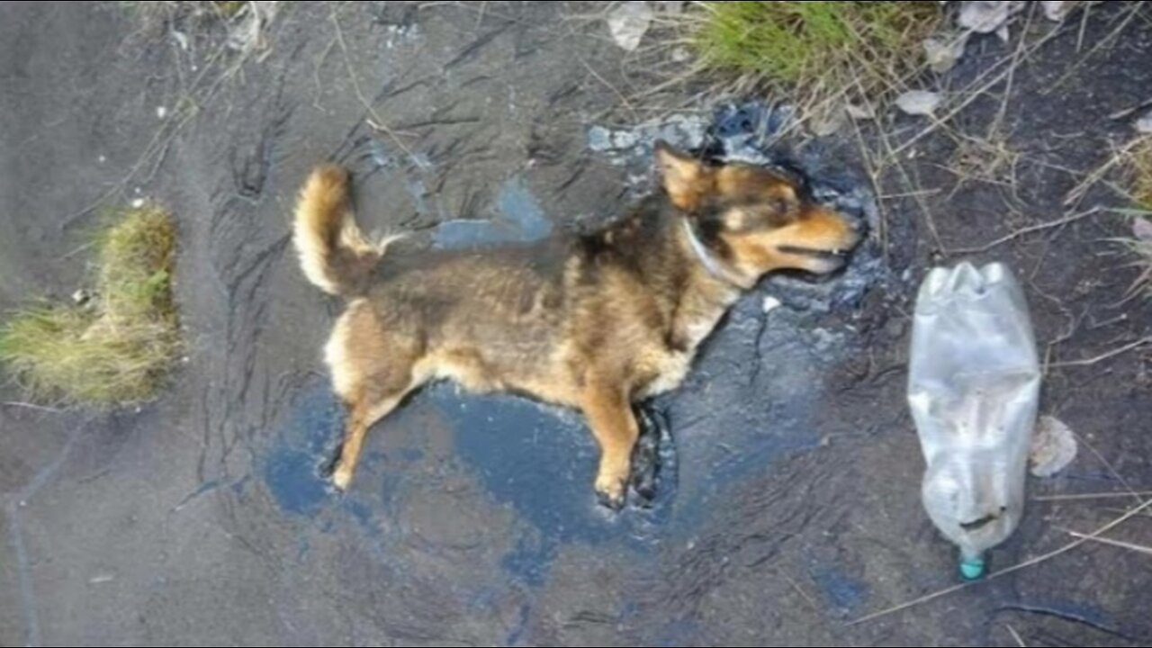 He was stuck in a puddle of tar, unable to even move