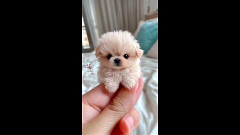 cute teacup pup