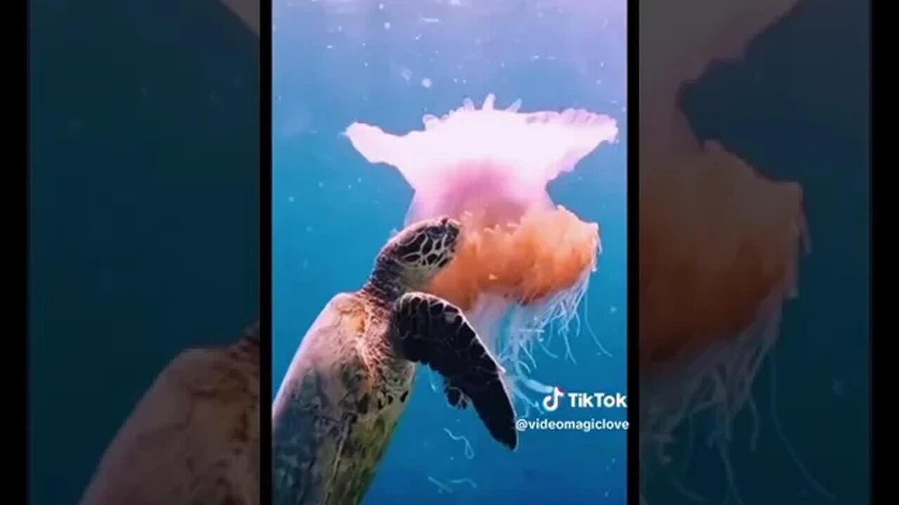 Save the turtles 🐢💗So beautiful pretty 🥰🥰🥰🥰