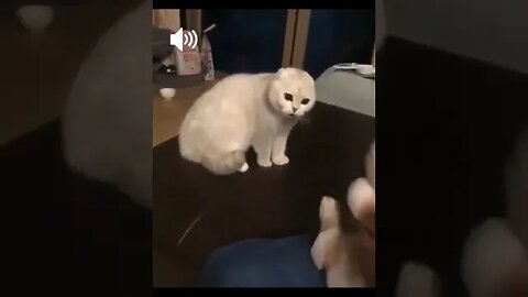 PLAYING CAT VIDEO MEAWWW