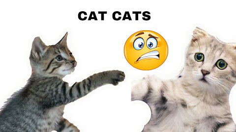 Adorable kittens, Slippers, Playing. Beautiful kittens of cats.