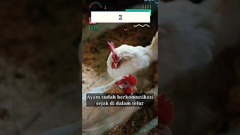 Fakta Menarik tentang Ayam