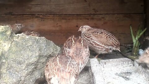 CRIAÇÃO DE CODORNA DIVERSÃO GARANTIDA