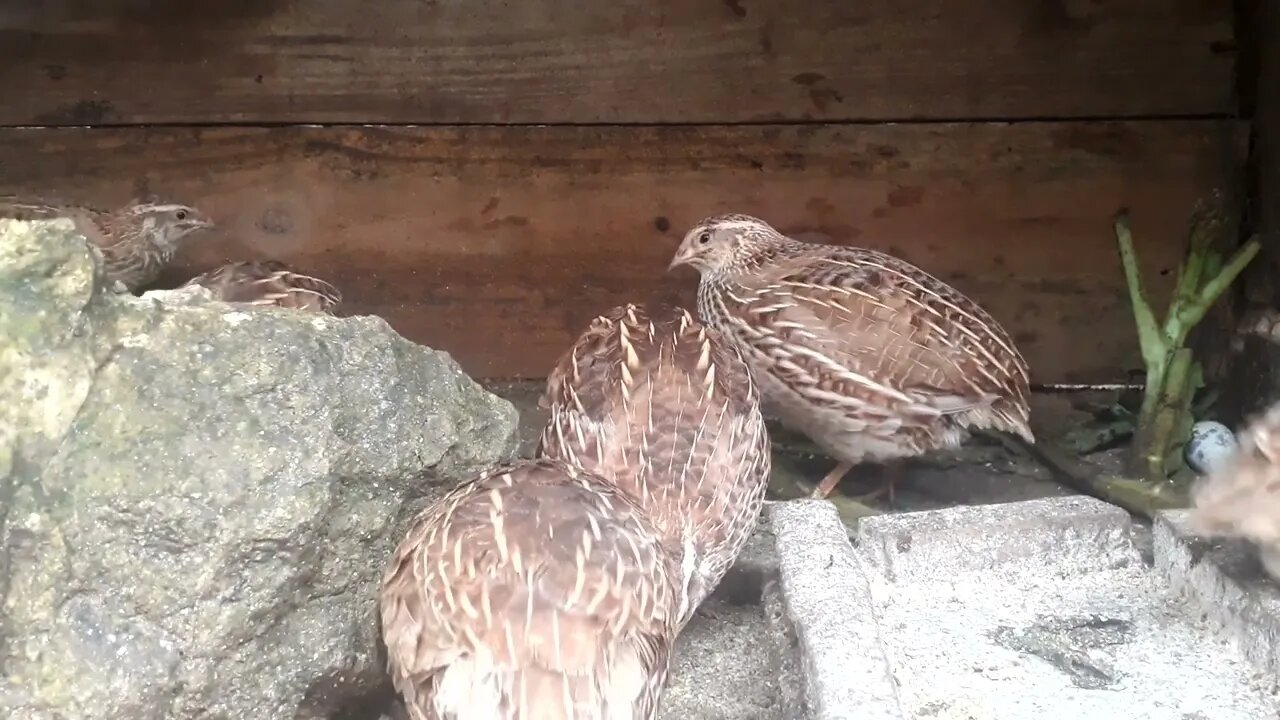 CRIAÇÃO DE CODORNA DIVERSÃO GARANTIDA