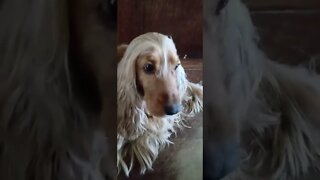 golden dog , shorts