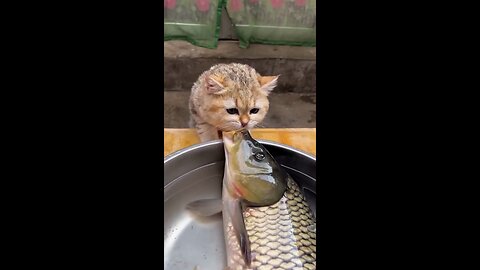 cute animals