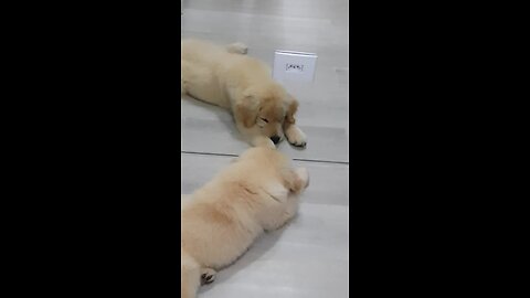Curious puppy tries to play with mirror reflection