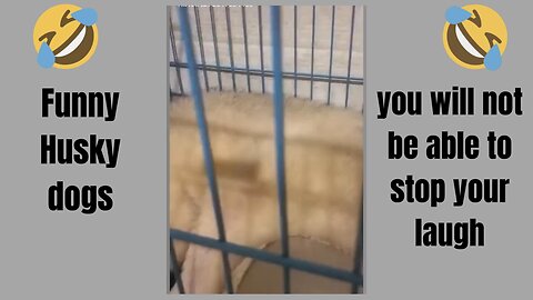funny husky dog video