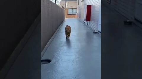 PLAYING CAT VIDEO MEAWWW