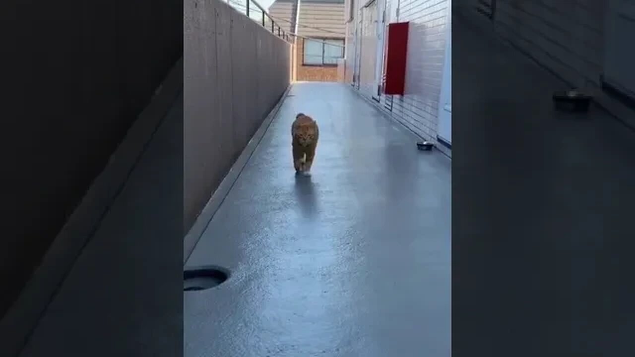 PLAYING CAT VIDEO MEAWWW