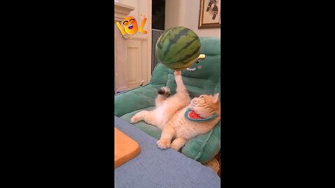 Watermelon cat