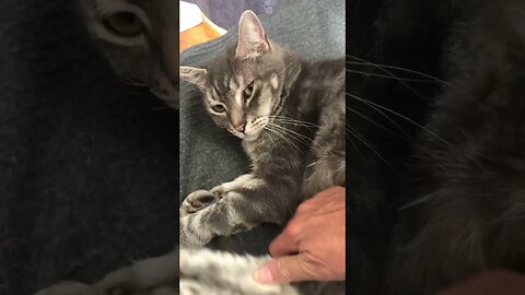 Visit with Cloud the cat and talk about his life story ❤️💔