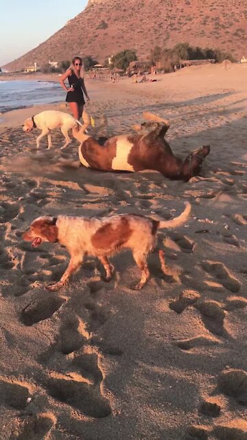 Horse rolls in the sand alongside doggy friends
