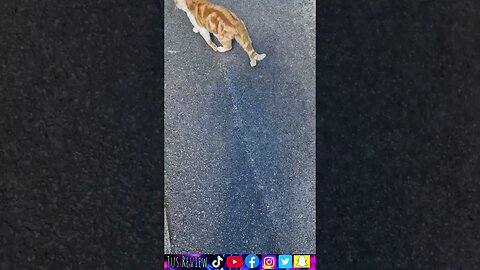 Cats In The Hood