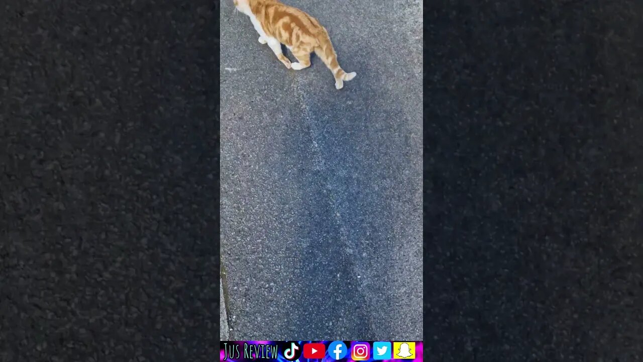 Cats In The Hood