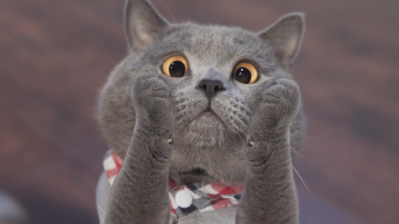 💗Funniest Animals - Best of the 2021 Funny Animal Videos #9 ♥ Animals Life