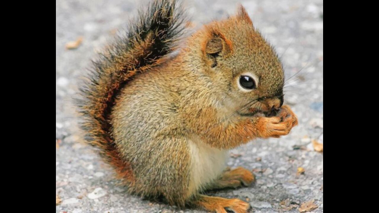Fill the cheeks Squishy, fill the cheeksππβ¨πππππ