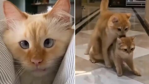 Cute Baby Cat Video Compilation - Cutest Cats😻❤️