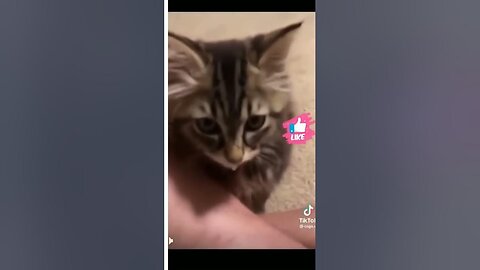 Cute and Funny Animal Video😂|| Funniest Viral Puppy Cat clips😹