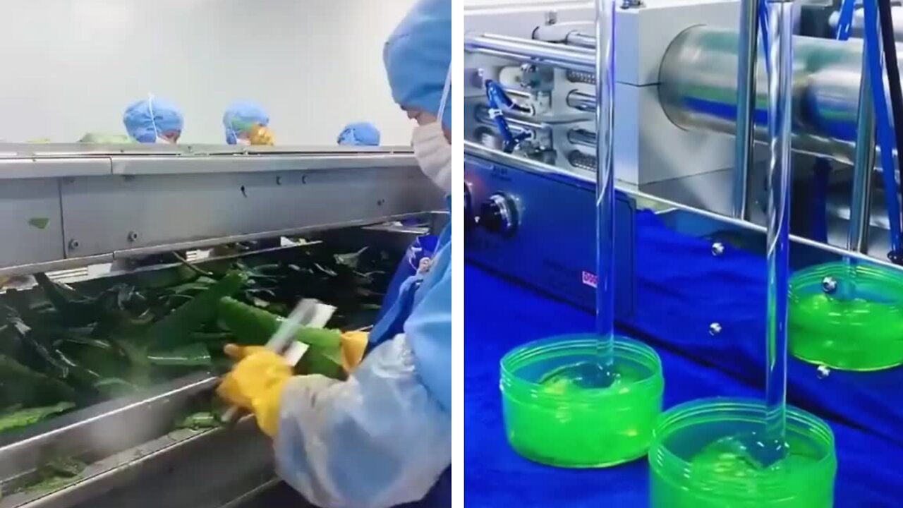 Skilled laborers making aloe vera so fast