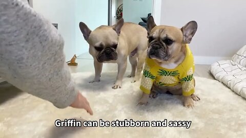 Funny Differences Between Male and Female French Bulldogs