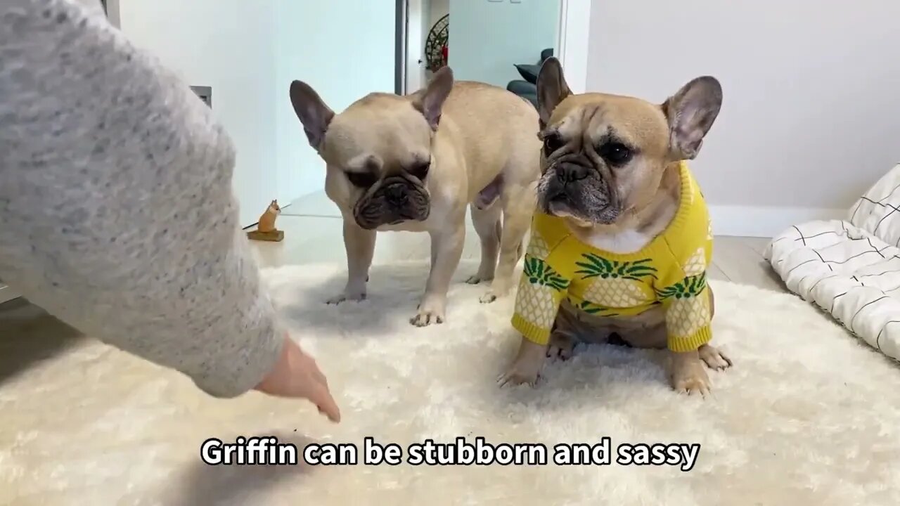Funny Differences Between Male and Female French Bulldogs