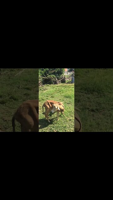 Feeding The Tobago Sheep Dem