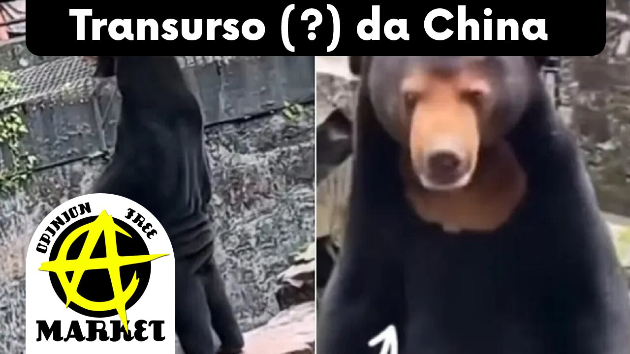 URSO em ZOOLÓGICO da CHINA parece um HOMEM com FANTASIA de URSO