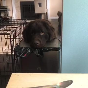 Dog demonstrates irresistible begging style