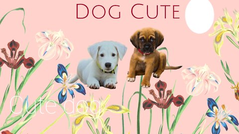 Puppy dog video|funny video| happy puppy video|