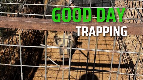 Good day of trapping!