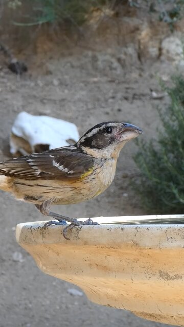 Black-headed Grosbeak🐦Evening Cool Down