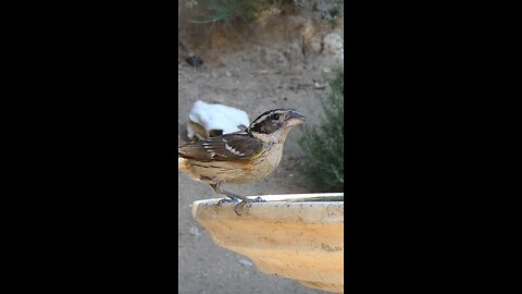 Black-headed Grosbeak🐦Evening Cool Down