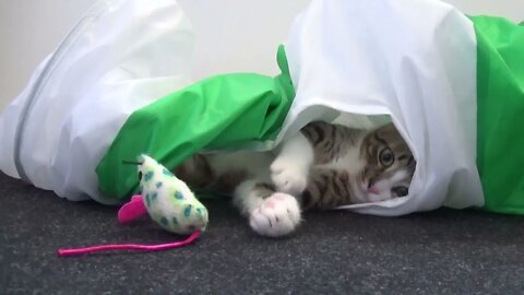 Funny Kitten Plays in Cat Tunnel